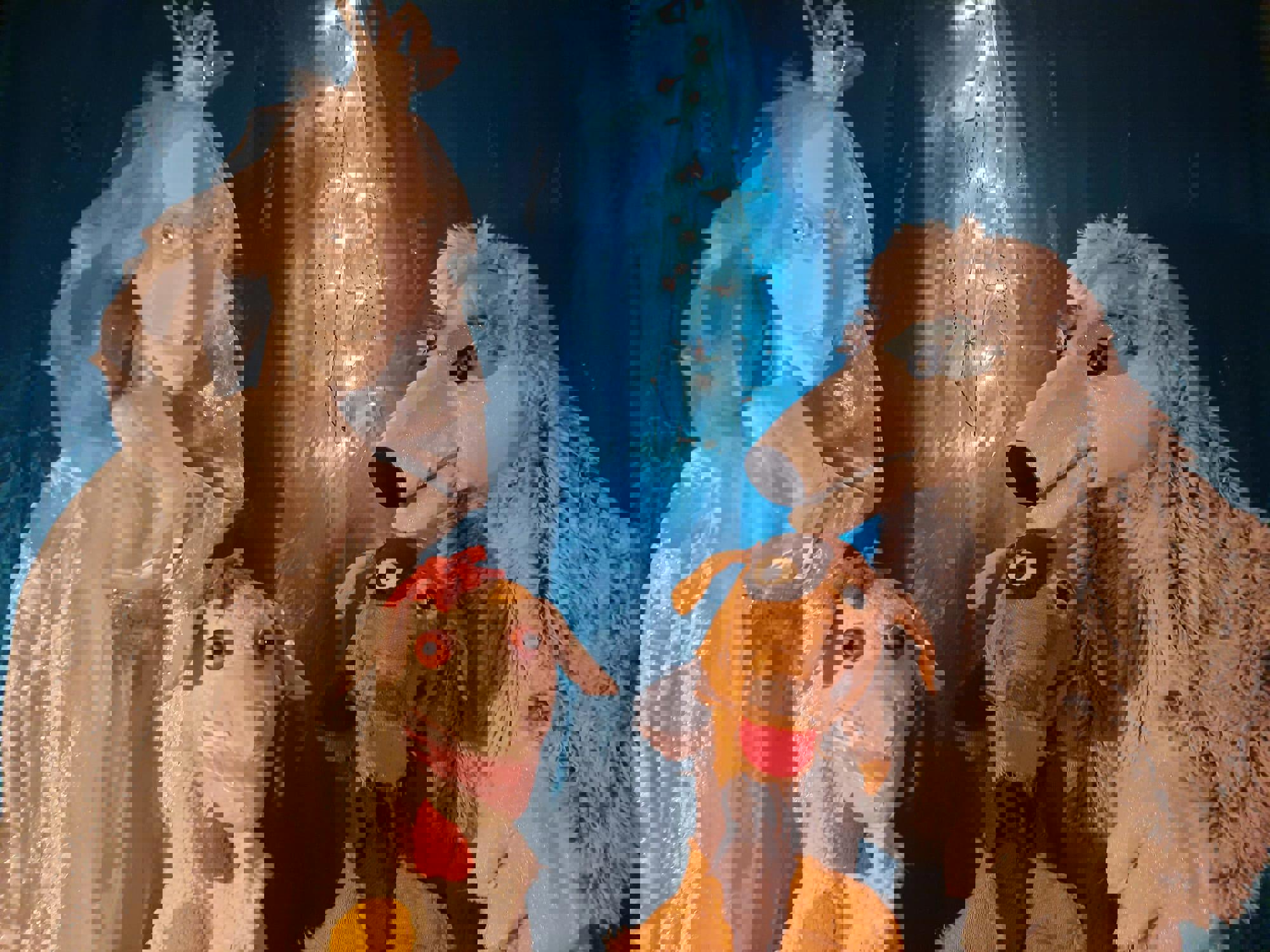 Rikkie en Bruno redden kerstmis op de Noordpool