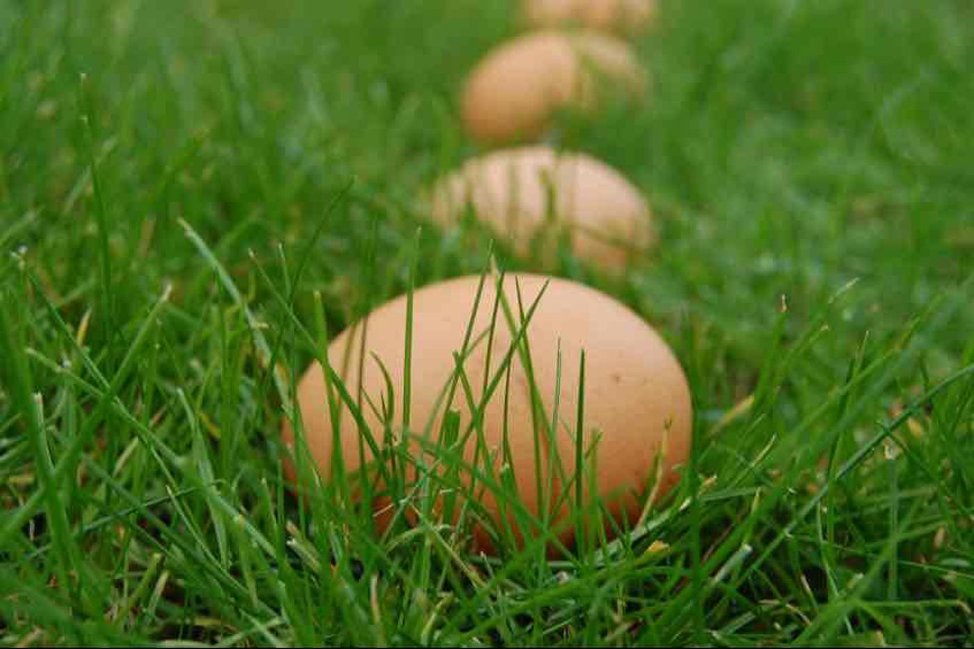 Thema VOORJAAR: “Het EI in de WEI”